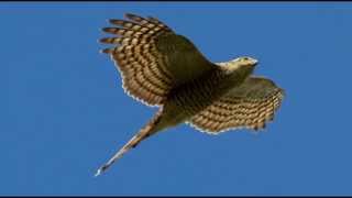 Sparrowhawk Bird Call Bird Song [upl. by Eladal]