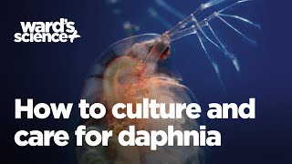 Caring and Culturing for Daphnia [upl. by Brosy641]