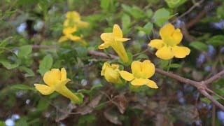 La Uña de Gato  Dolichandra unguiscati  flora argentina  Bignonia amarilla  Batata de caboclo [upl. by Varhol]