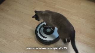 Cat shows HOW TO use iRobot Roomba Vacuum [upl. by Osnerol]