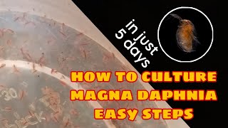 How to Culture Magna Daphnia Easily [upl. by Normand]