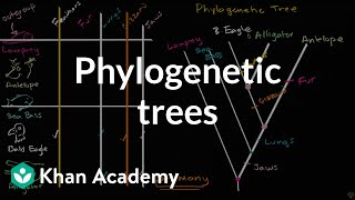 Understanding and building phylogenetic trees  High school biology  Khan Academy [upl. by Petie]