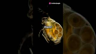 How to culture Daphnia for your Aquarium [upl. by Ahsieni]