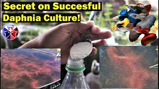 How to Culture Daphnia Successfully [upl. by Mattox]