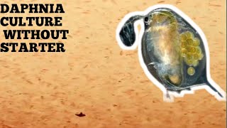 HOW TO CULTURE DAPHNIA NATURALLY WITHOUT A STARTER [upl. by Puritan938]