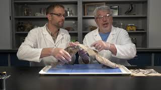 Best Dogfish Shark Dissection Part I  External Jr High High School and College [upl. by Annovy]