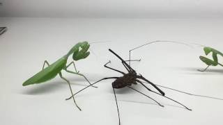 Giant Mantis with Whipspider [upl. by Navad]