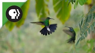 Hummingbirds Battle in the Air [upl. by Morehouse]