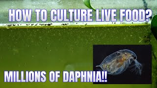 How to Culture Daphnia Secret Method to Breed MILLIONS  Simply Aquatic [upl. by Socrates]