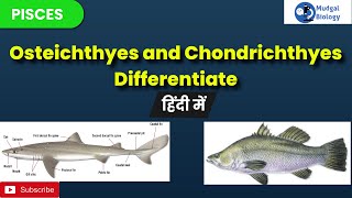 difference between chondrichthyes and osteichthyes chondrichthyes and osteichthyesBSc 3rd year [upl. by Frederic199]