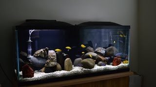 African Cichlids  Mbuna Stripping  Demasoni amp Yellow Labs  Water Change  Breeding Colony [upl. by Reilamag]