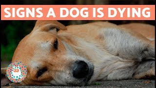 How to Know if Your Dog is Going to Die [upl. by Yreved]