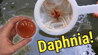 How I Culture Daphnia In Outdoor Tubs [upl. by Ennayt]