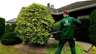 Kustorez Pruning Topiary thuja Golden globe [upl. by Otnas]