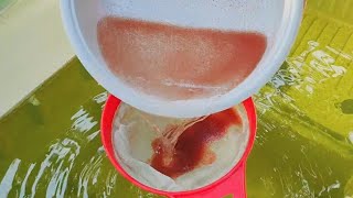 How to culture daphnia  Daphnia culture  How to grow daphnia outdoor [upl. by Florin394]