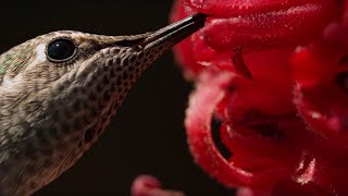 Male Hummingbirds Fight for Nectar  BBC Earth [upl. by Ruelu]