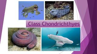 chondrichthyes [upl. by Galan]