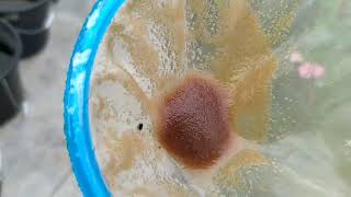 How to culture daphnia moina in a small container Part 1 English Subtitle [upl. by Suzette658]