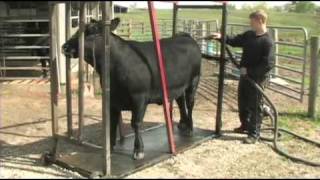 Fitting and Showing Angus Cattle Part 1 [upl. by Lak]