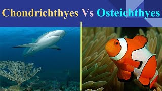 Chondrichthyes Vs Osteichthyes [upl. by Notsniw217]