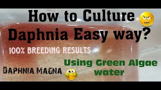 Daphnia MagnaHow to Culture Daphnia Easy wayCulturing Daphnia using Green water Daphnia [upl. by Ainyt]