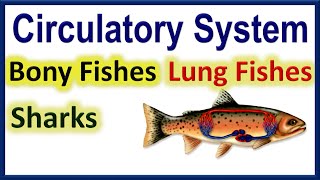 Fish Circulatory System  Bony Fishes Vs Sharks Vs Lung Fishes  Animated [upl. by Henden]