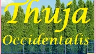 Thuja Occidentalis Homeopathic Medicine –Best Tips For Practitioner [upl. by Fakieh514]