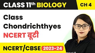 NCERT बूटी  Class Chondrichthyes  Animal Kingdom  Class 11 Biology [upl. by Enelcaj]