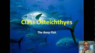 Zoology  Chondrichthyes amp Osteichthyes Notes [upl. by Serrano]