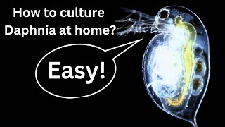 BEST Live Fish Food Beginner guide How to Culture Daphnia at home [upl. by Aikat]