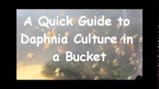 How to culture daphnia outside [upl. by Christy884]