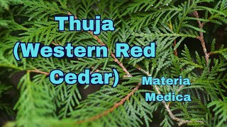 Thuja Western Red Cedar Materia Medica [upl. by Rodl]