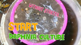 How to culture daphnia moina the easy way 1  Starting the Daphnia culture [upl. by Eeral]