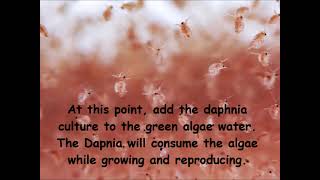 Daphnia  How to grow daphnia in your home [upl. by Annawad]