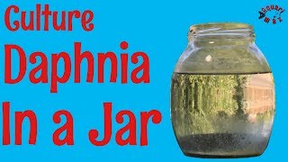 How to Culture Daphnia in a Jar [upl. by Anehc]