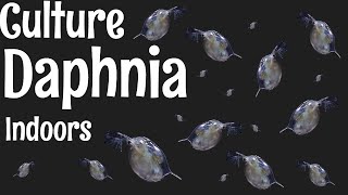 How to Culture Daphnia [upl. by Aisylla]