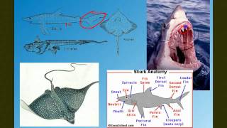 Vertebrate Diversity The Fish [upl. by Yelak569]