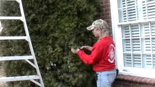 Pruning the Thuja occidentalis [upl. by Laddy462]