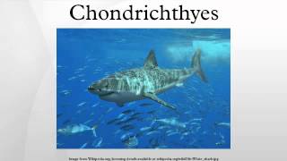 Chondrichthyes [upl. by Lipinski]