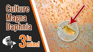 How to culture DAPHNIA MAGNA  The easy way [upl. by Perpetua]