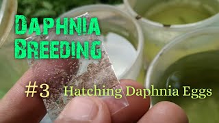 Daphnia Culture made simple and easy 3  Hatching Daphnia eggs [upl. by Papagena852]