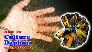 How to Culture Daphnia with ZERO Cost  Unlimited Live Food For Our Fish [upl. by Mcginnis30]