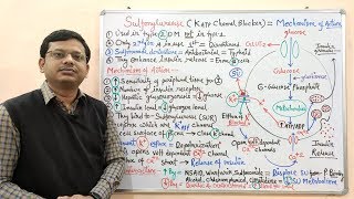 Diabetes Mellitus Part10 Mechanism of Action of Sulfonylurease  Antidiabetic Drugs  Diabetes [upl. by Joanna946]