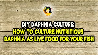 DIY Daphnia Culture How to Culture Nutritious Daphnia as Live Food for Your Fish [upl. by Dich548]