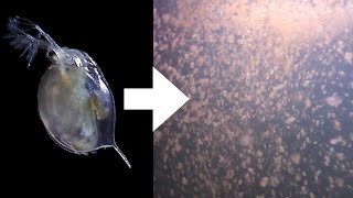 How I Culture Daphnia [upl. by Llewsor548]