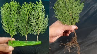 How to propagate ThujaJhau from cutting [upl. by Lakym]