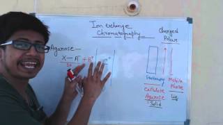 Ion exchange chromatography  cation exchange chromatography and anion exchange chromatography [upl. by Kimmel]