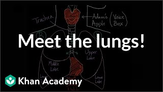 Percussion of the Chest Stanford Medicine 25 [upl. by Neved866]