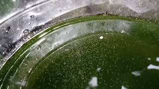 DAPHNIA MOINA CULTURE IN A SMALL BUCKET [upl. by Yaluz]