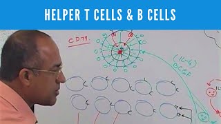 How Cutaneous Tcell Lymphoma is Diagnosed and Treated [upl. by Ahsaet]